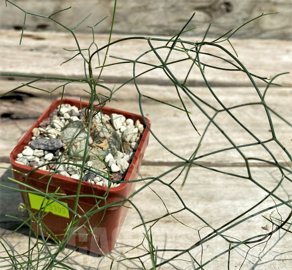 SHPR28303 Schizobasis intricata