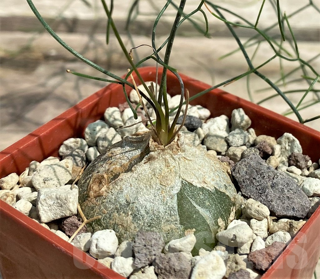 SHPR28303 Schizobasis intricata - 画像 (3)