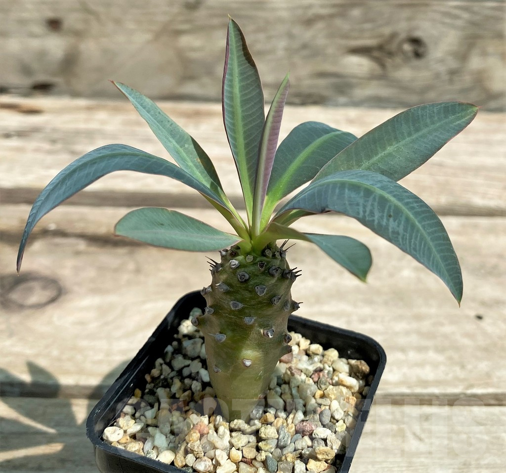 SHPR28305 Euphorbia pachypodioides