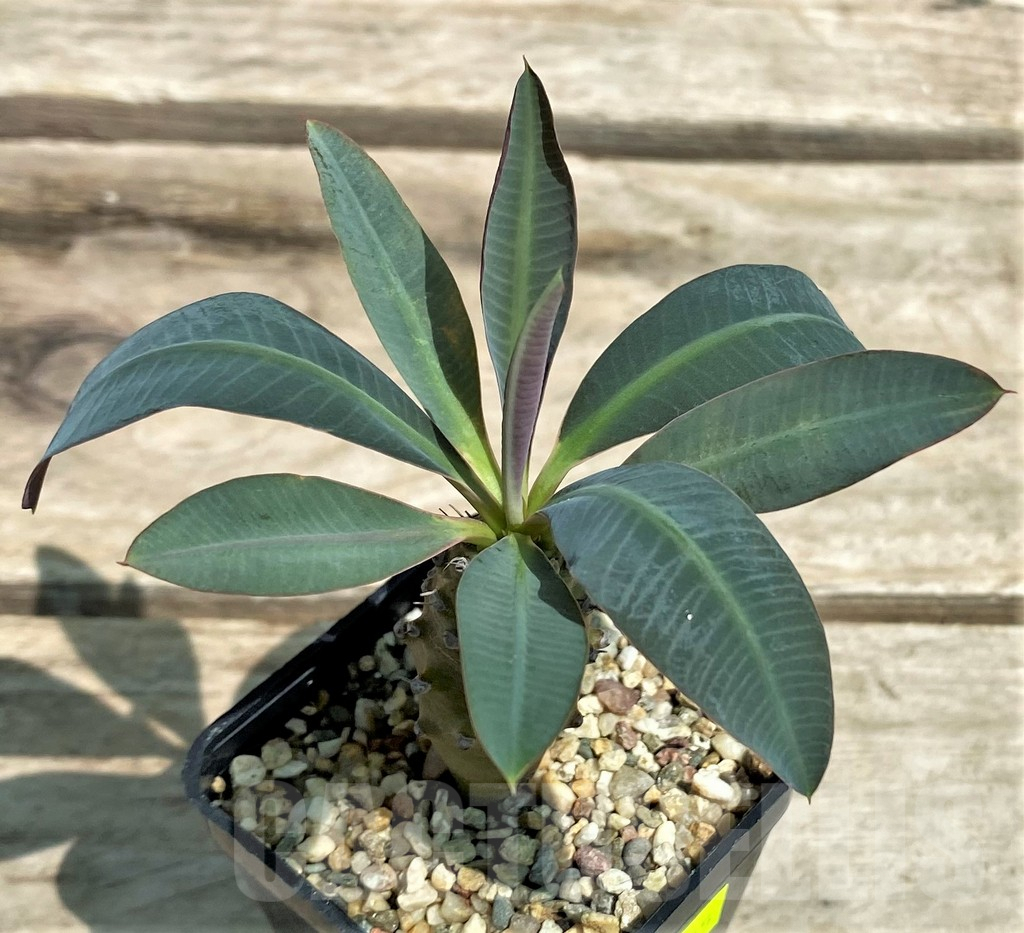 SHPR28305 Euphorbia pachypodioides - 画像 (2)