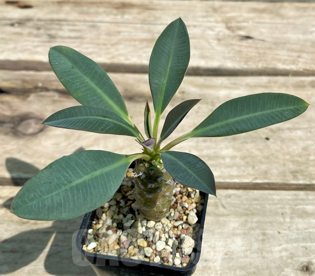 SHPR28306 Euphorbia pachypodioides - Image 2