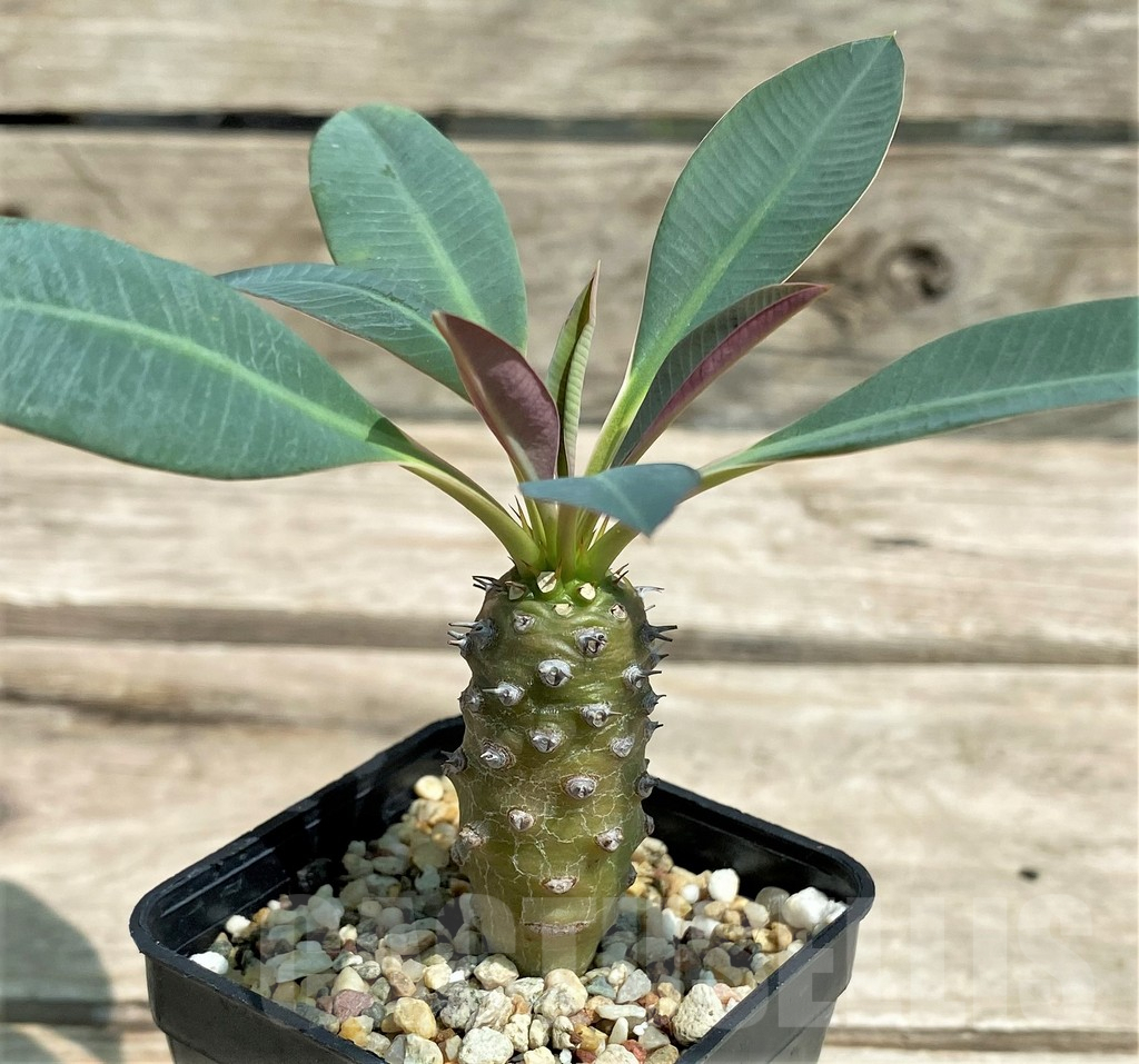 SHPR28306 Euphorbia pachypodioides