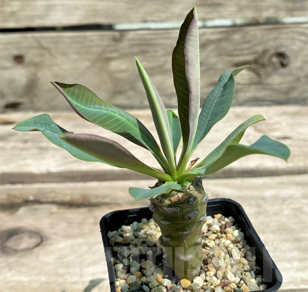 SHPR28307 Euphorbia pachypodioides – Image 3