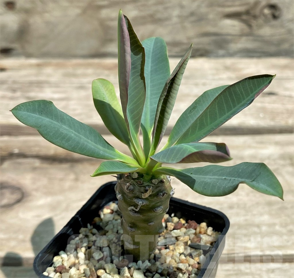 SHPR28307 Euphorbia pachypodioides