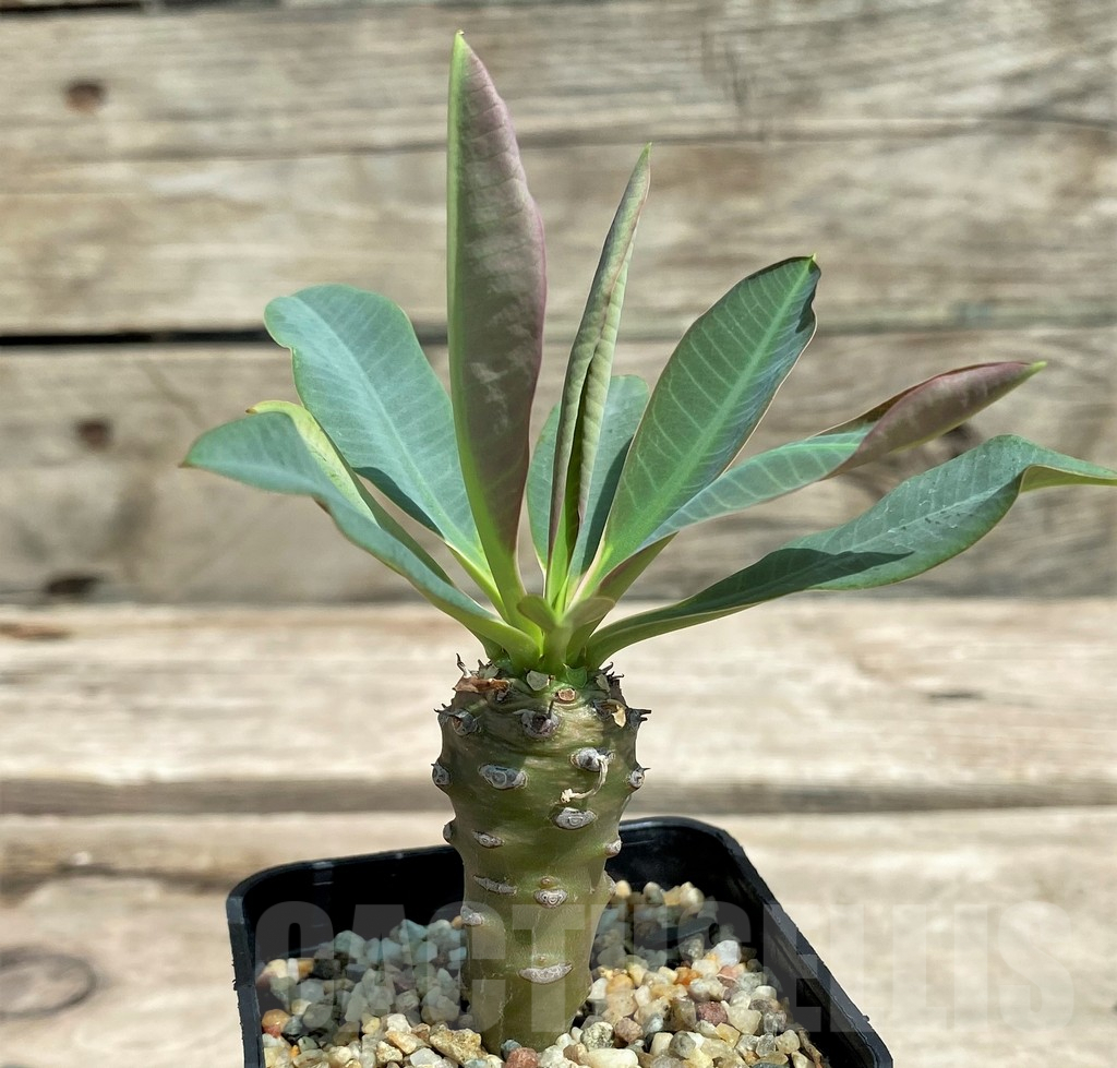 SHPR28307 Euphorbia pachypodioides – Image 2
