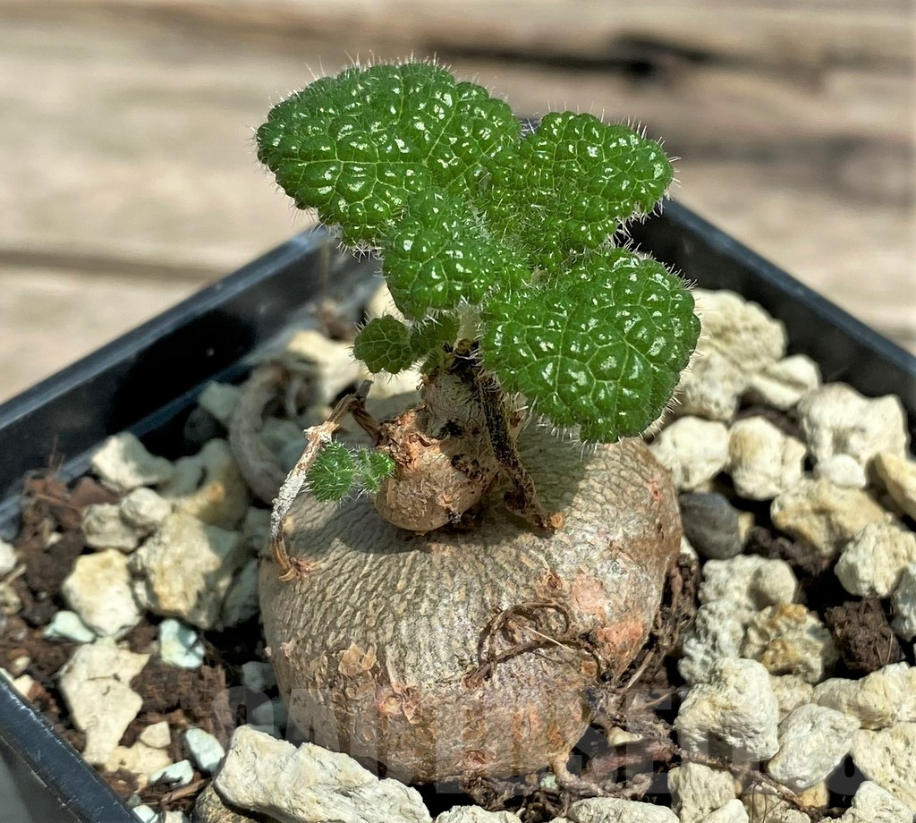 SHPR28310 Sinningia bullata - Imagen 2