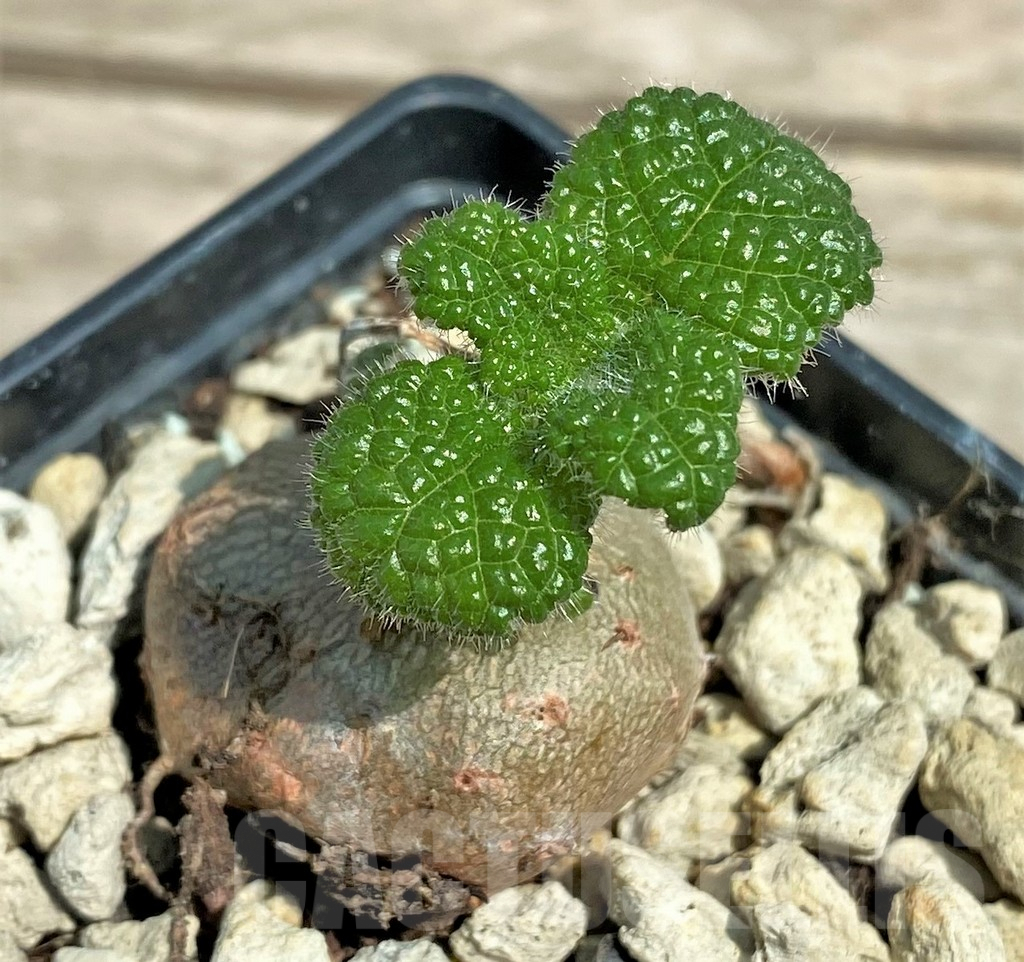 SHPR28310 Sinningia bullata