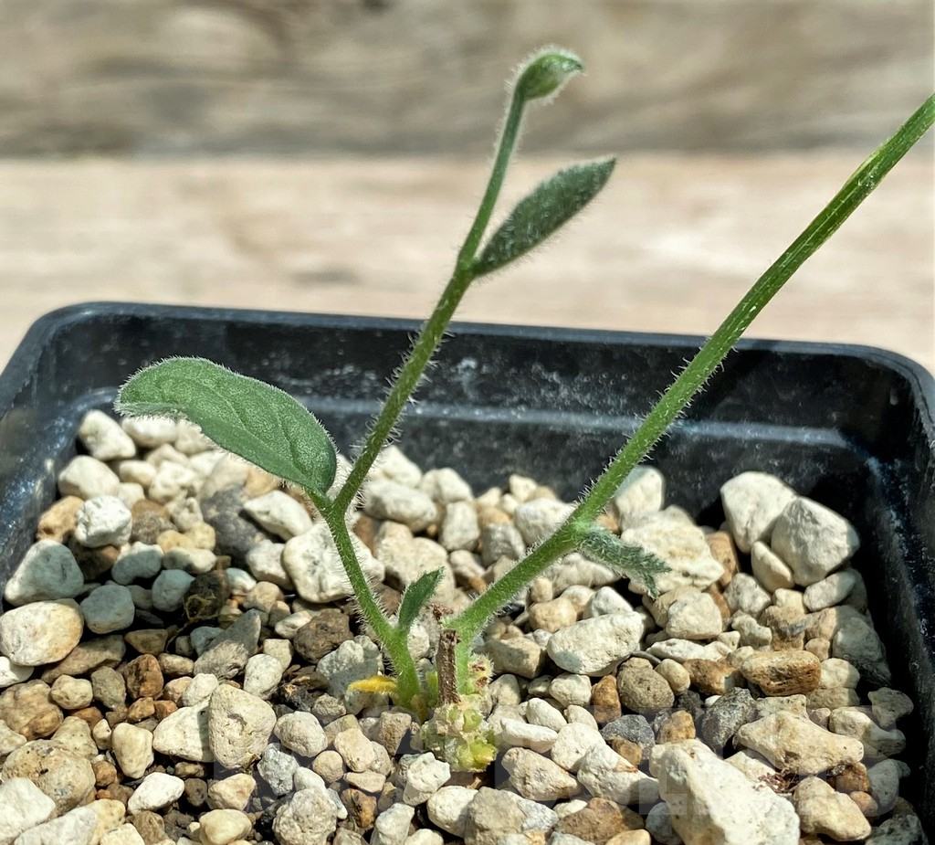 SHPR28311 Trochomeria macrocarpa