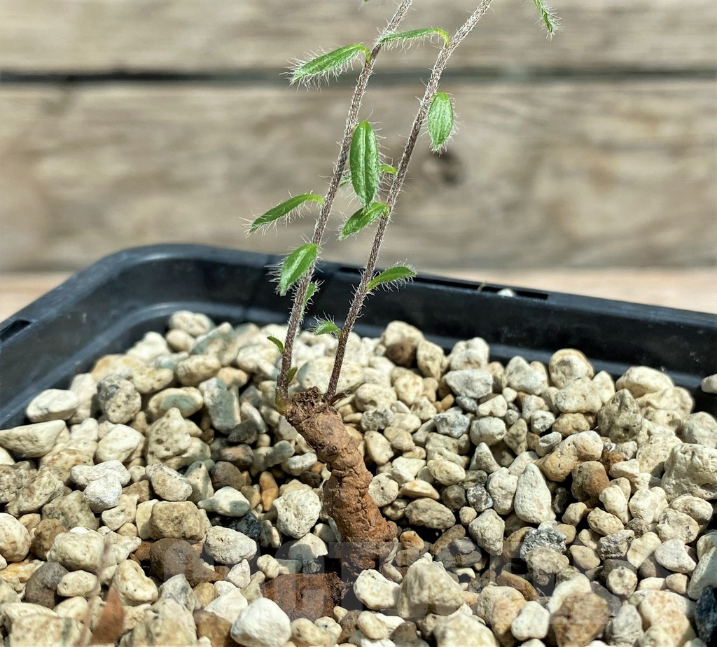 SHPR28312 Ipomoea sp. yellow flower