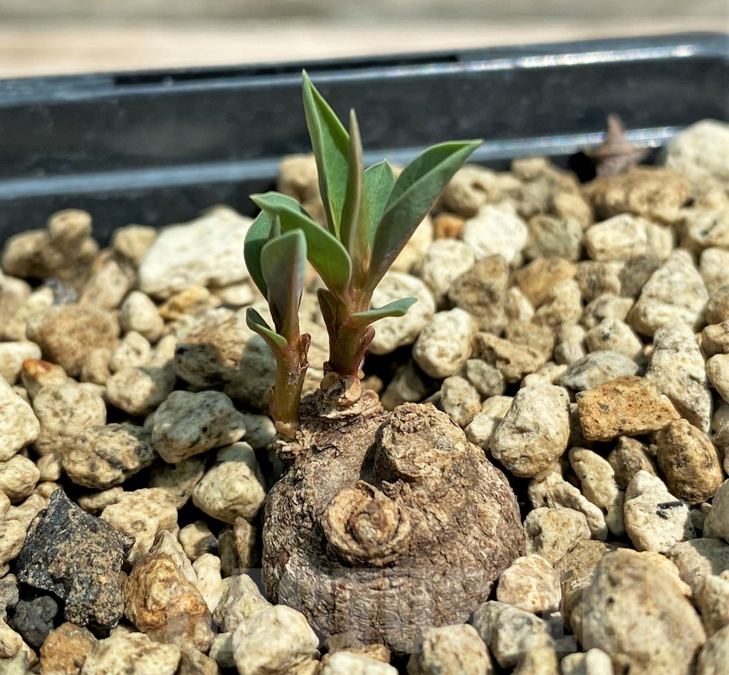 SHPR28313 Monadenium pedunculatum