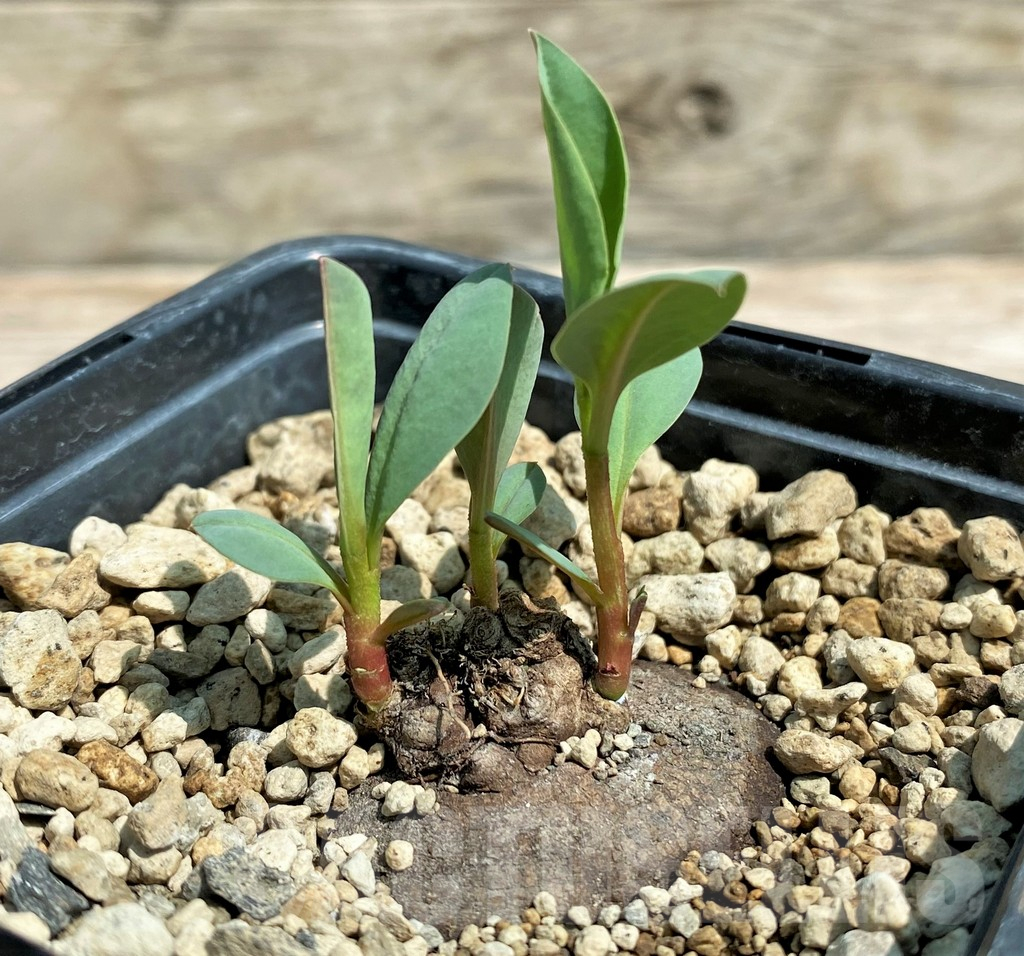 SHPR28314 Monadenium pedunculatum