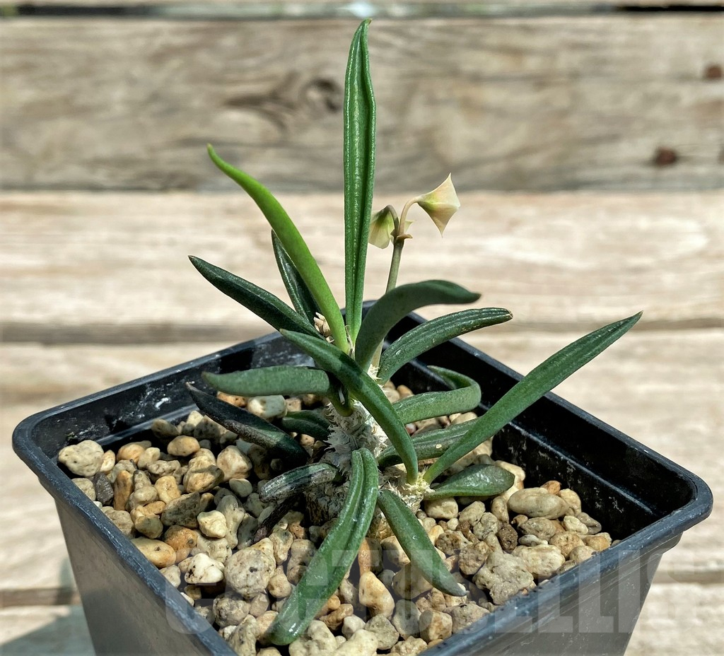 SHPR28317 Euphorbia cylindrifolia ssp. tuberifera