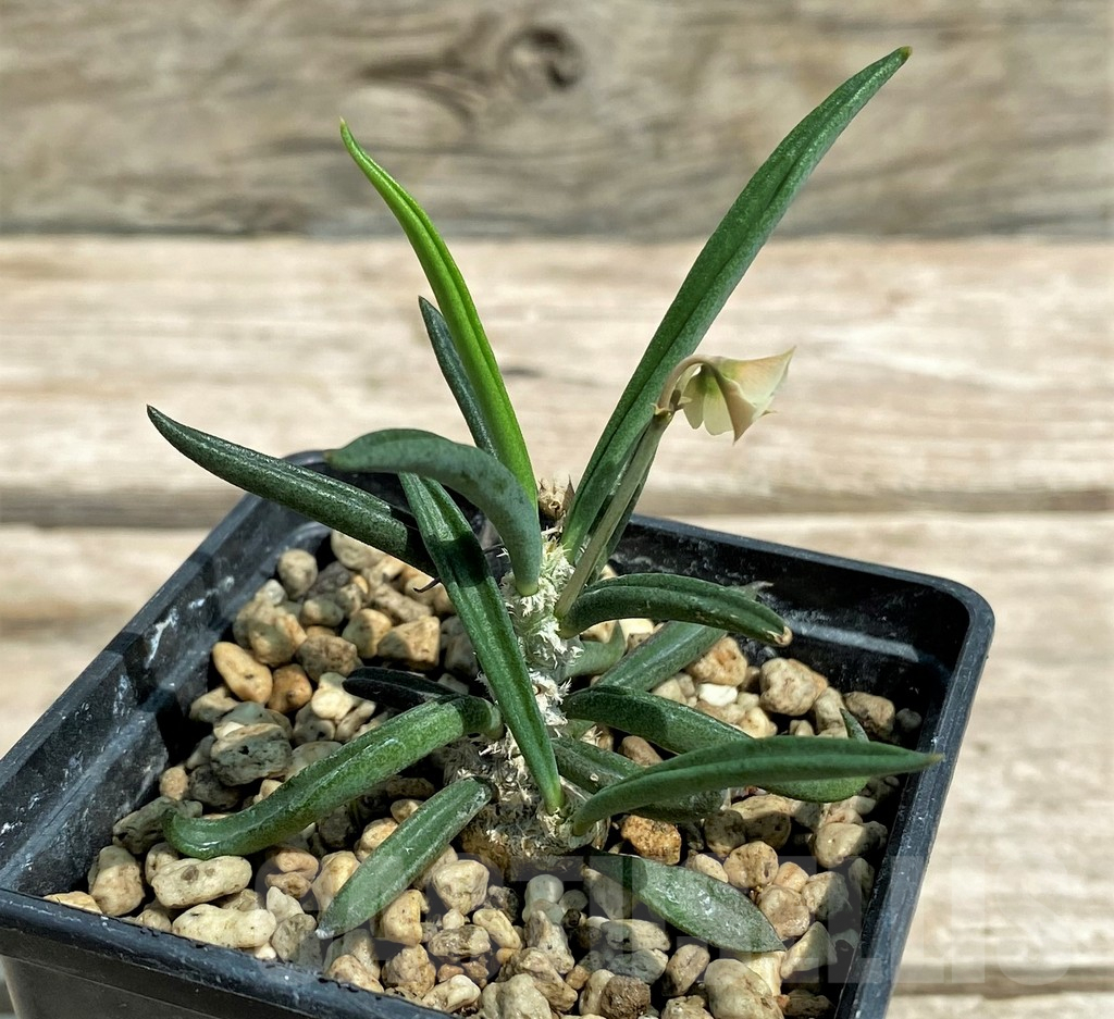 SHPR28317 Euphorbia cylindrifolia ssp. tuberifera - immagine 2