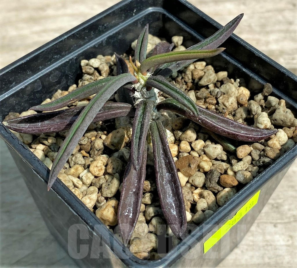 SHPR28318 Euphorbia cylindrifolia ssp. tuberifera - Image 2