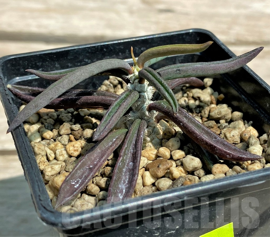 SHPR28318 Euphorbia cylindrifolia ssp. tuberifera