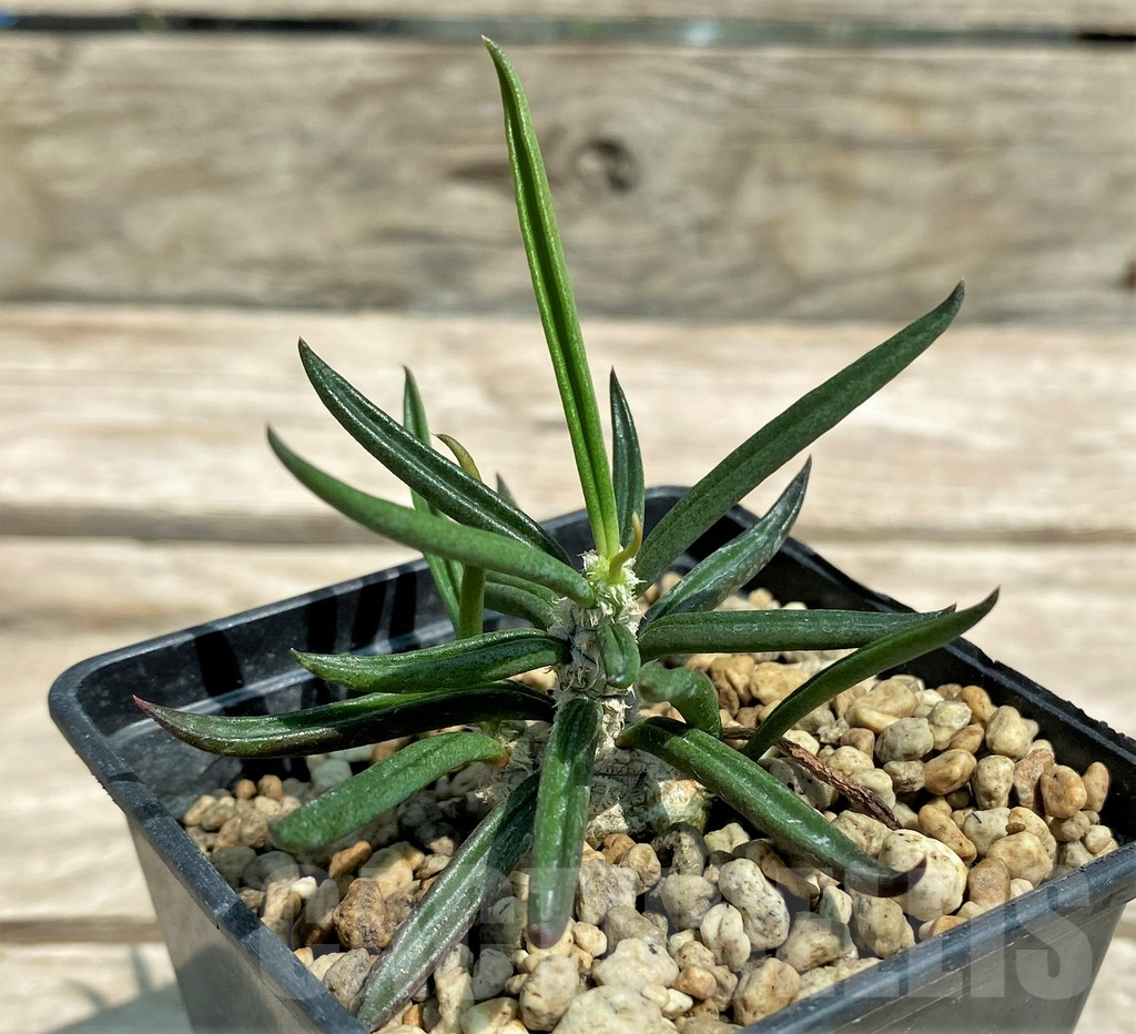 SHPR28319 Euphorbia cylindrifolia ssp. tuberifera - Image 2