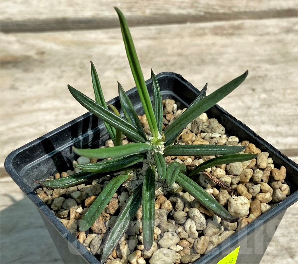 SHPR28319 Euphorbia cylindrifolia ssp. tuberifera