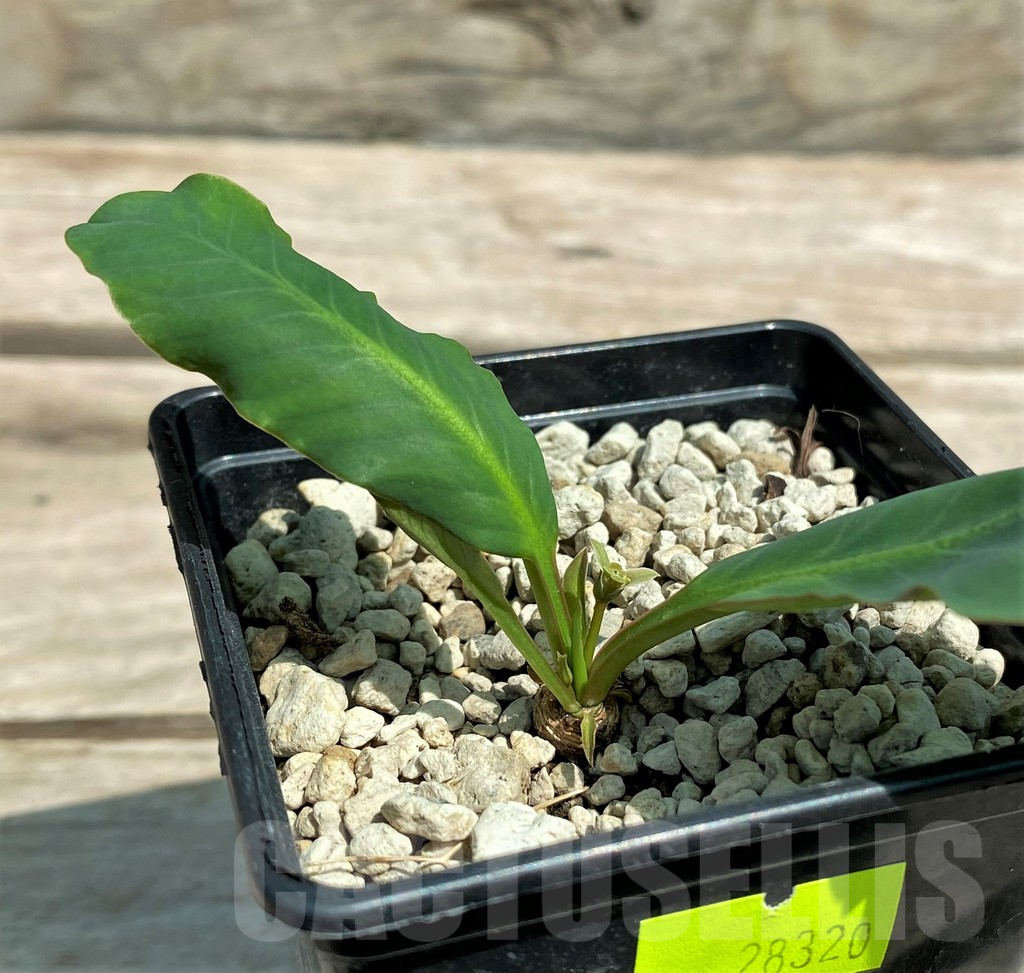 SHPR28320 Euphorbia sp. nova lawantii n.n. aff. moratii