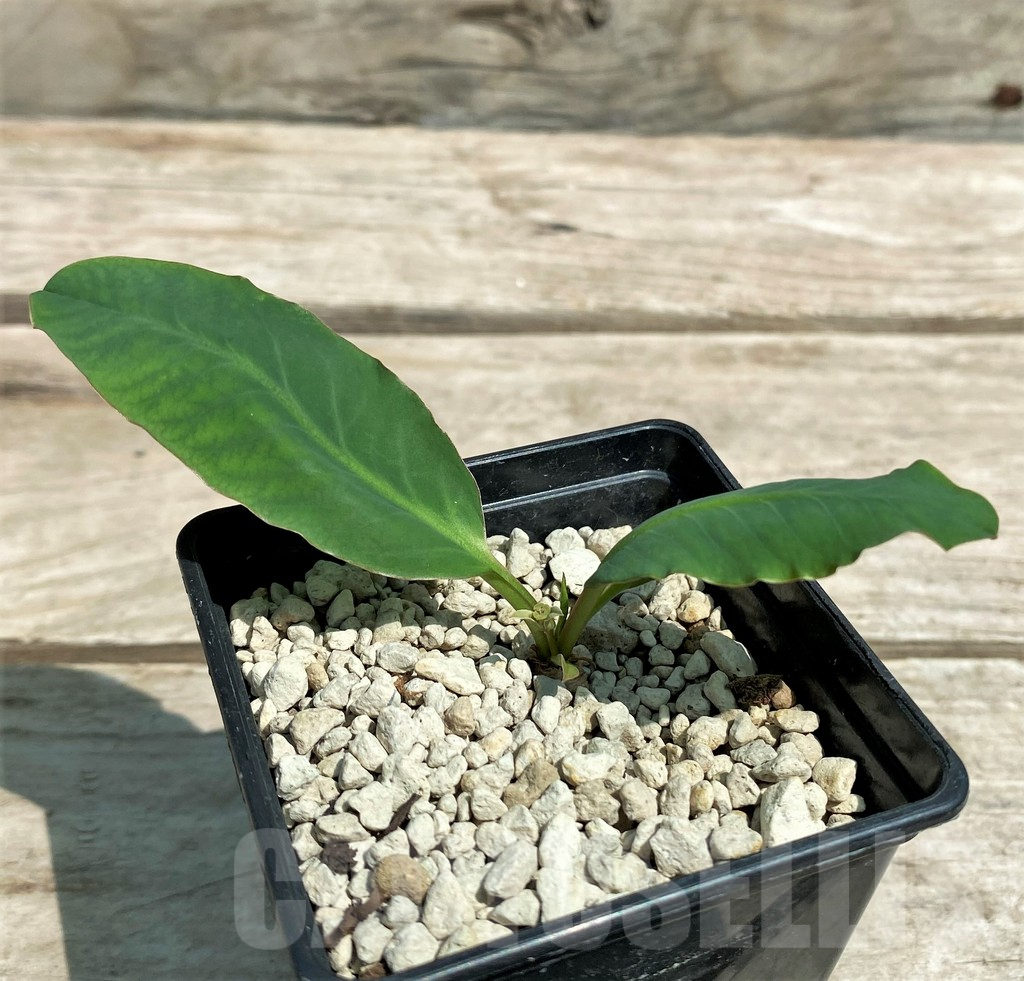 SHPR28320 Euphorbia sp. nova lawantii n.n. aff. moratii - Image 2