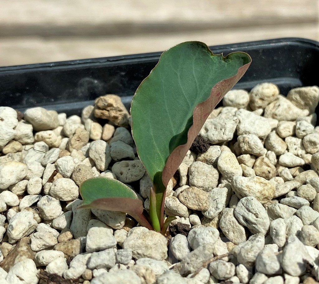 SHPR28321 Euphorbia sp. nova lawantii n.n. aff. moratii - Obrázek 2