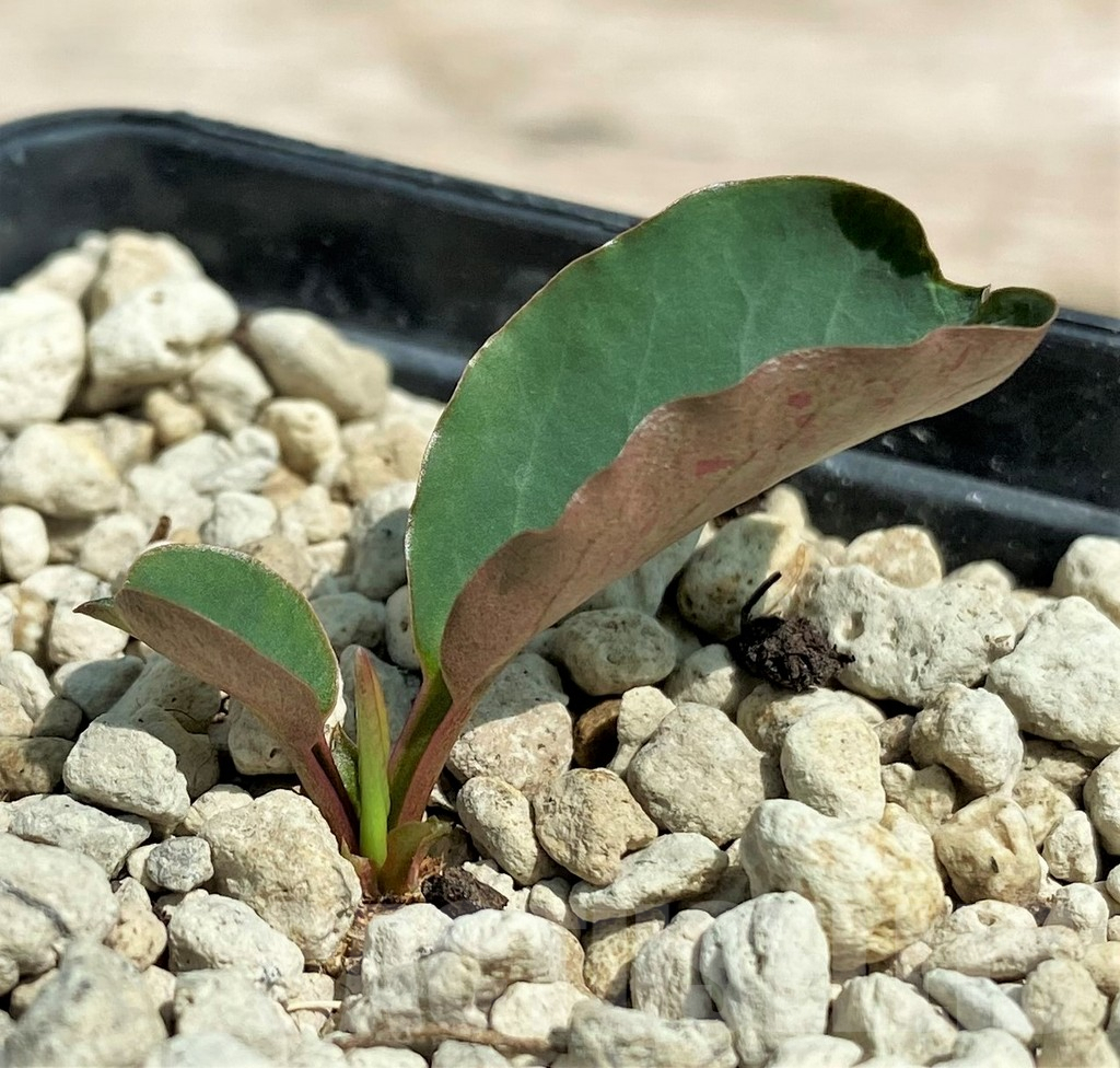 SHPR28321 Euphorbia sp. nova lawantii n.n. aff. moratii