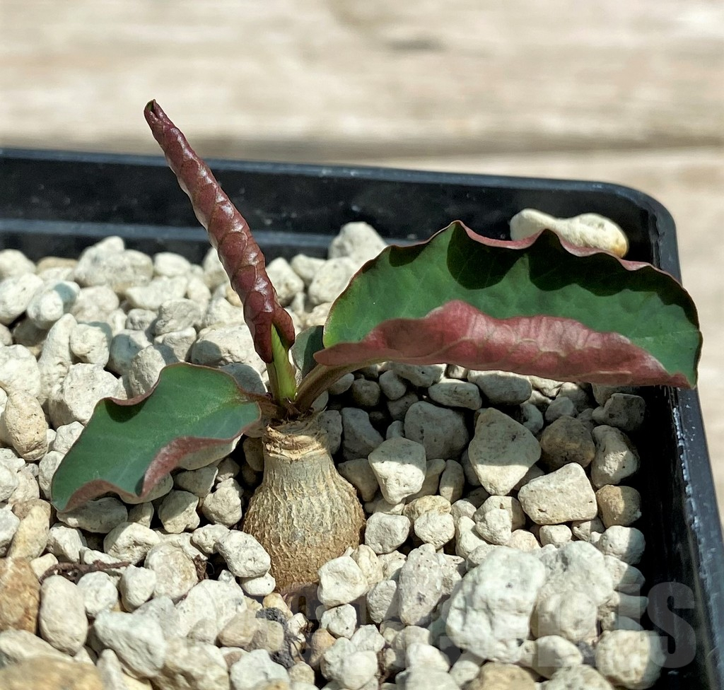 SHPR28322 Euphorbia sp. nova lawantii n.n. aff. moratii