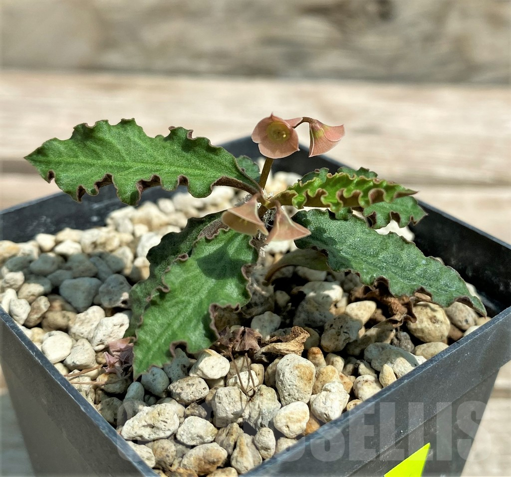 SHPR28324 Euphorbia ambovombensis - Image 2