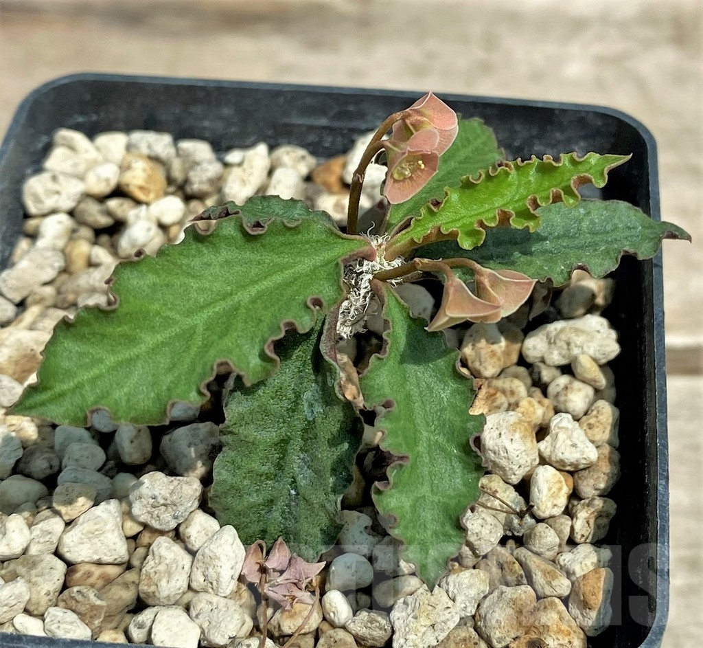 SHPR28324 Euphorbia ambovombensis - Image 3