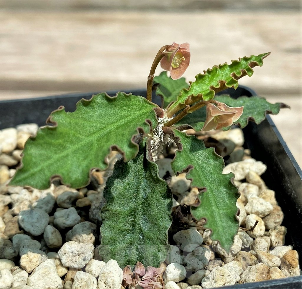 SHPR28324 Euphorbia ambovombensis