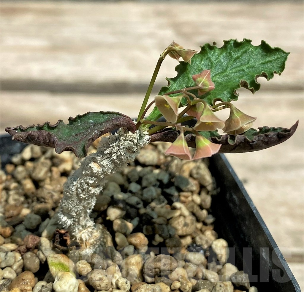 SHPR28325 Euphorbia ambovombensis