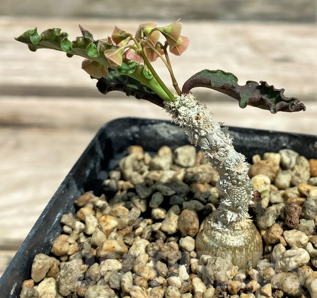 SHPR28325 Euphorbia ambovombensis - Image 2