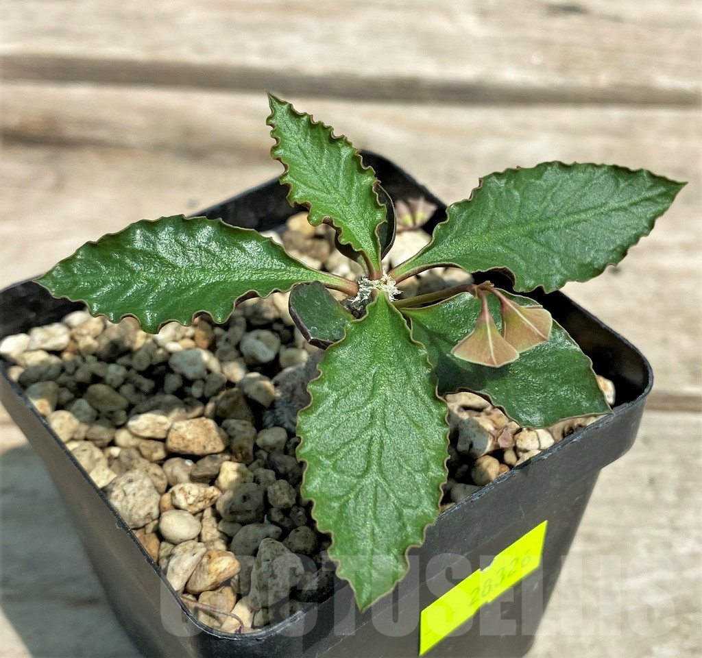 SHPR28326 Euphorbia ambovombensis