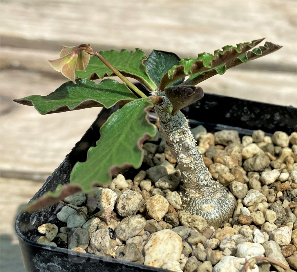 SHPR28326 Euphorbia ambovombensis – Image 2