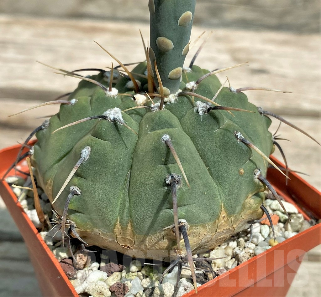 SHPR28327 Gymnocalycium vatteri v. altautinense, 12 year old - Image 3