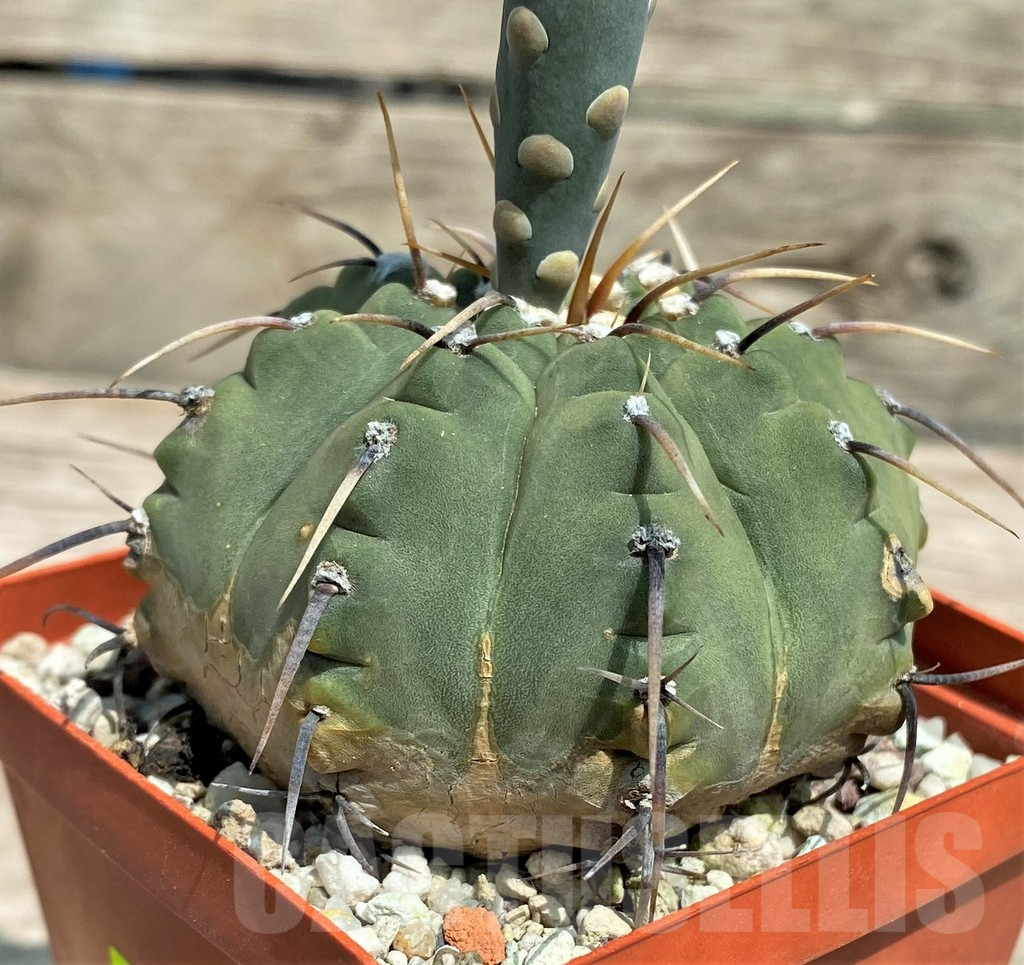 SHPR28327 Gymnocalycium vatteri v. altautinense, 12 year old - Image 4