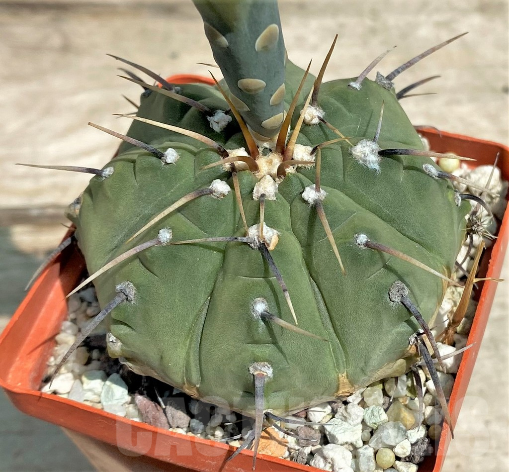SHPR28327 Gymnocalycium vatteri v. altautinense, 12 year old - Image 2