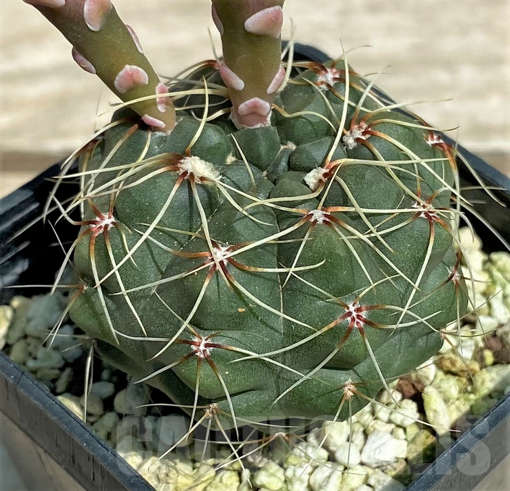 SHPR28328 Gymnocalycium baldianum - Image 2