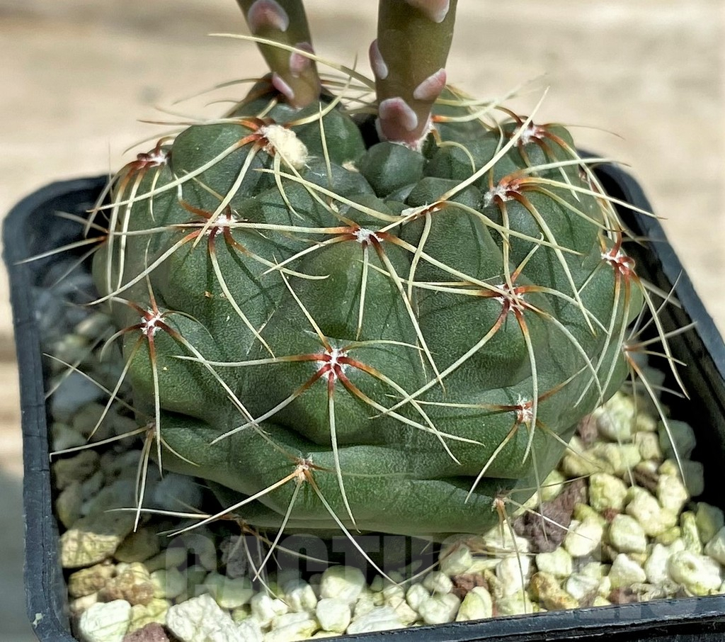 SHPR28328 Gymnocalycium baldianum - Image 3