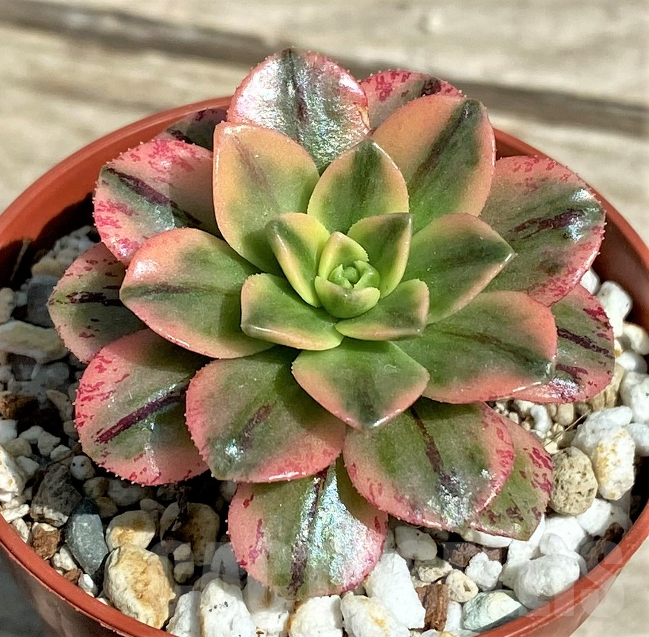 SHPR28330 Aeonium hybrid - Image 2