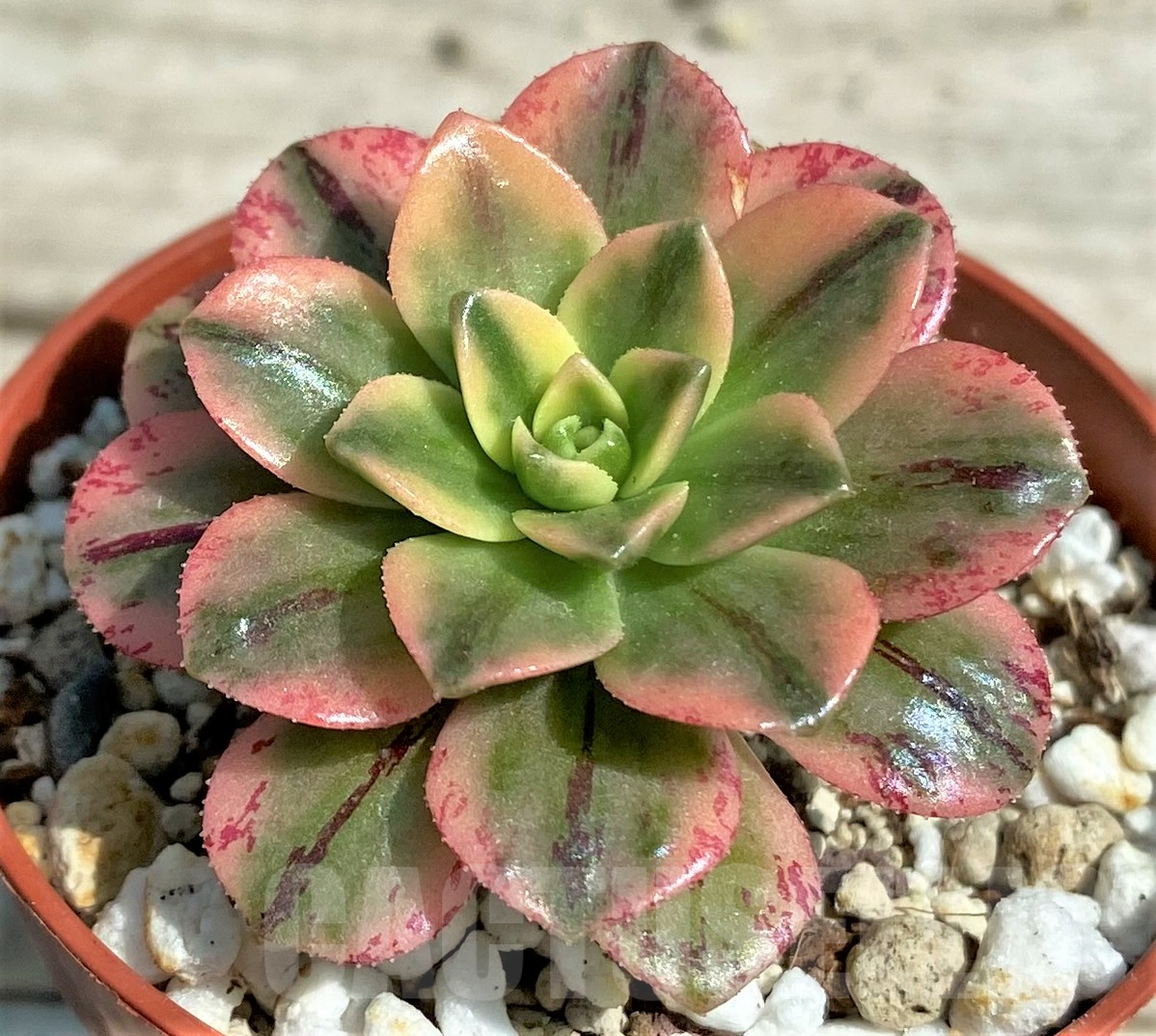 SHPR28330 Aeonium hybrid