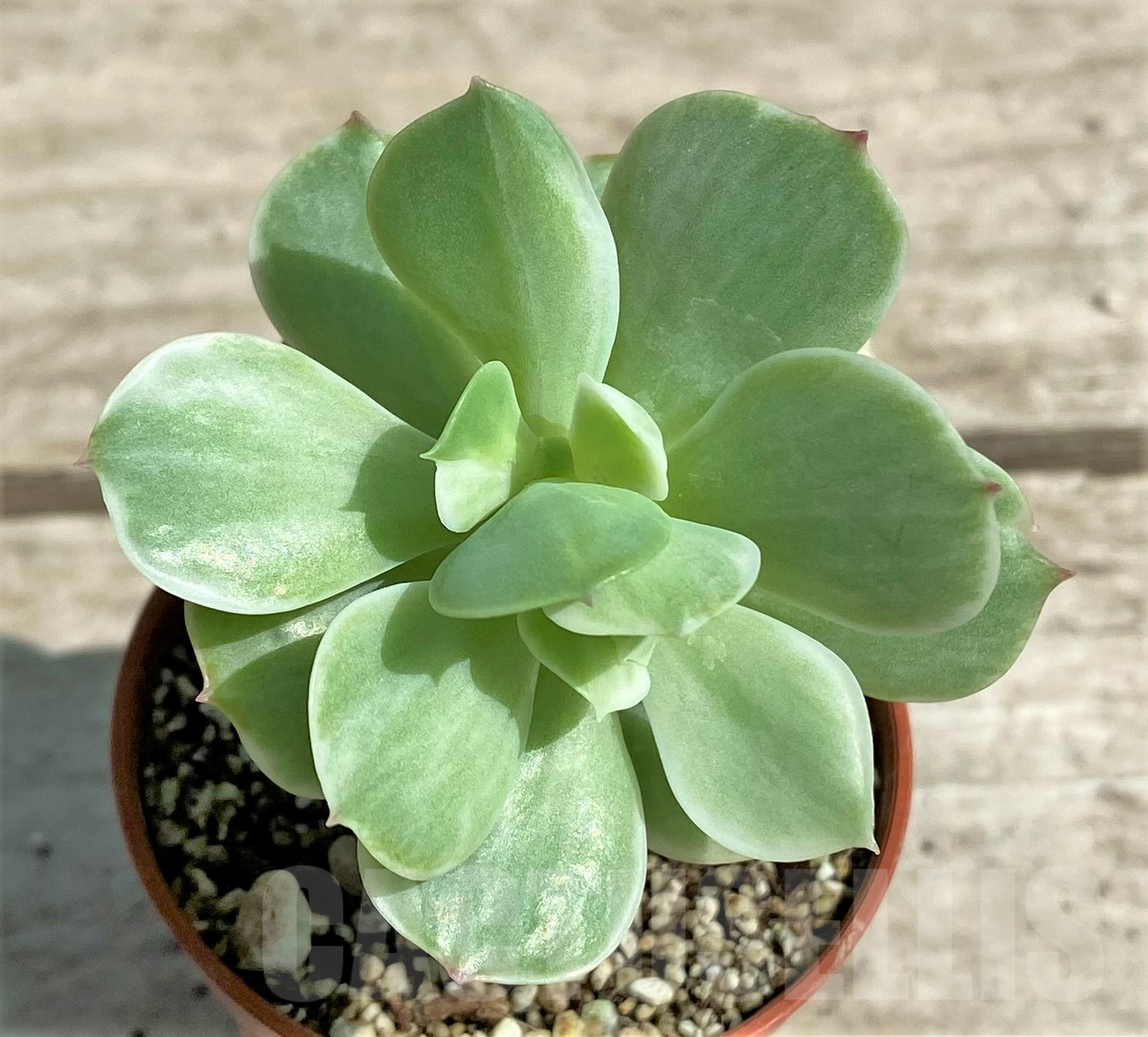 SHPR28331 Echeveria 'Lemon and Lime White '