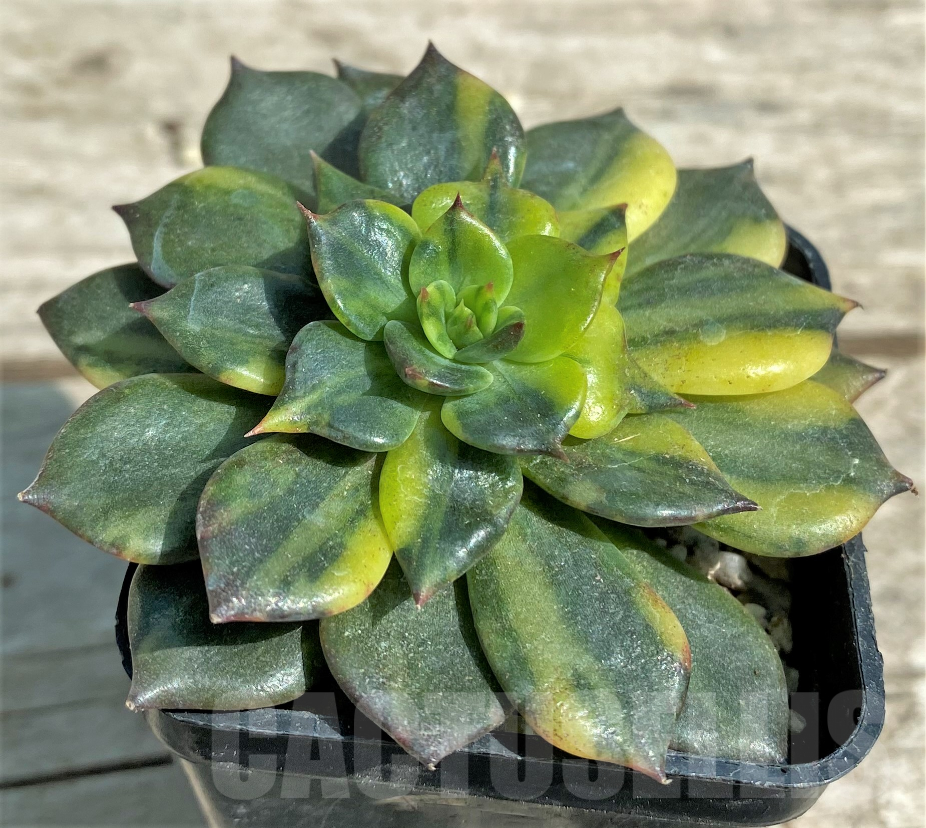 SHPR28333 Echeveria 'Black Prince' f. variegata - Image 2