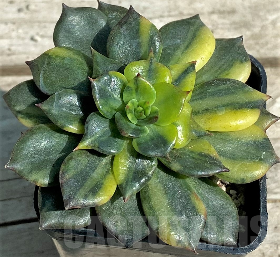 SHPR28333 Echeveria 'Black Prince' f. variegata