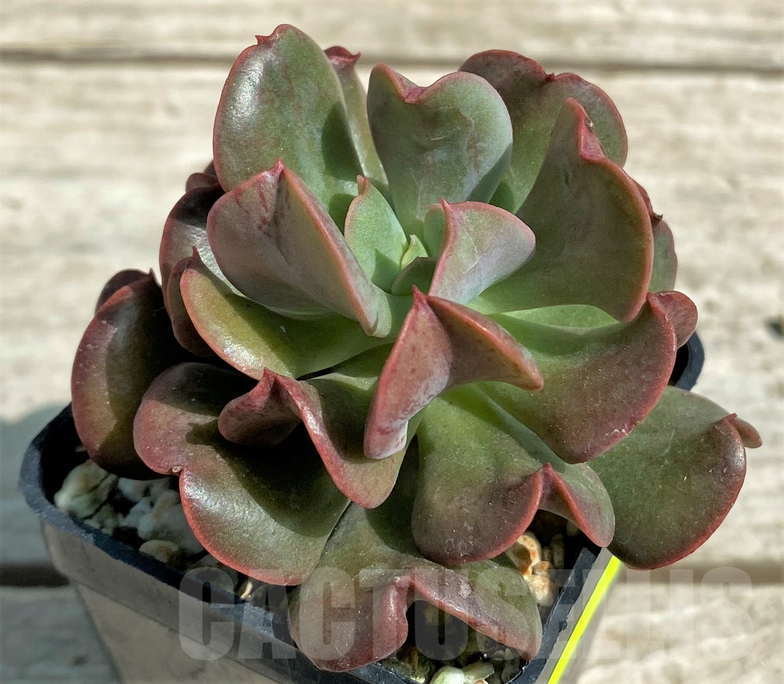 SHPR28334 Echeveria 'Black Hawk' - Image 2