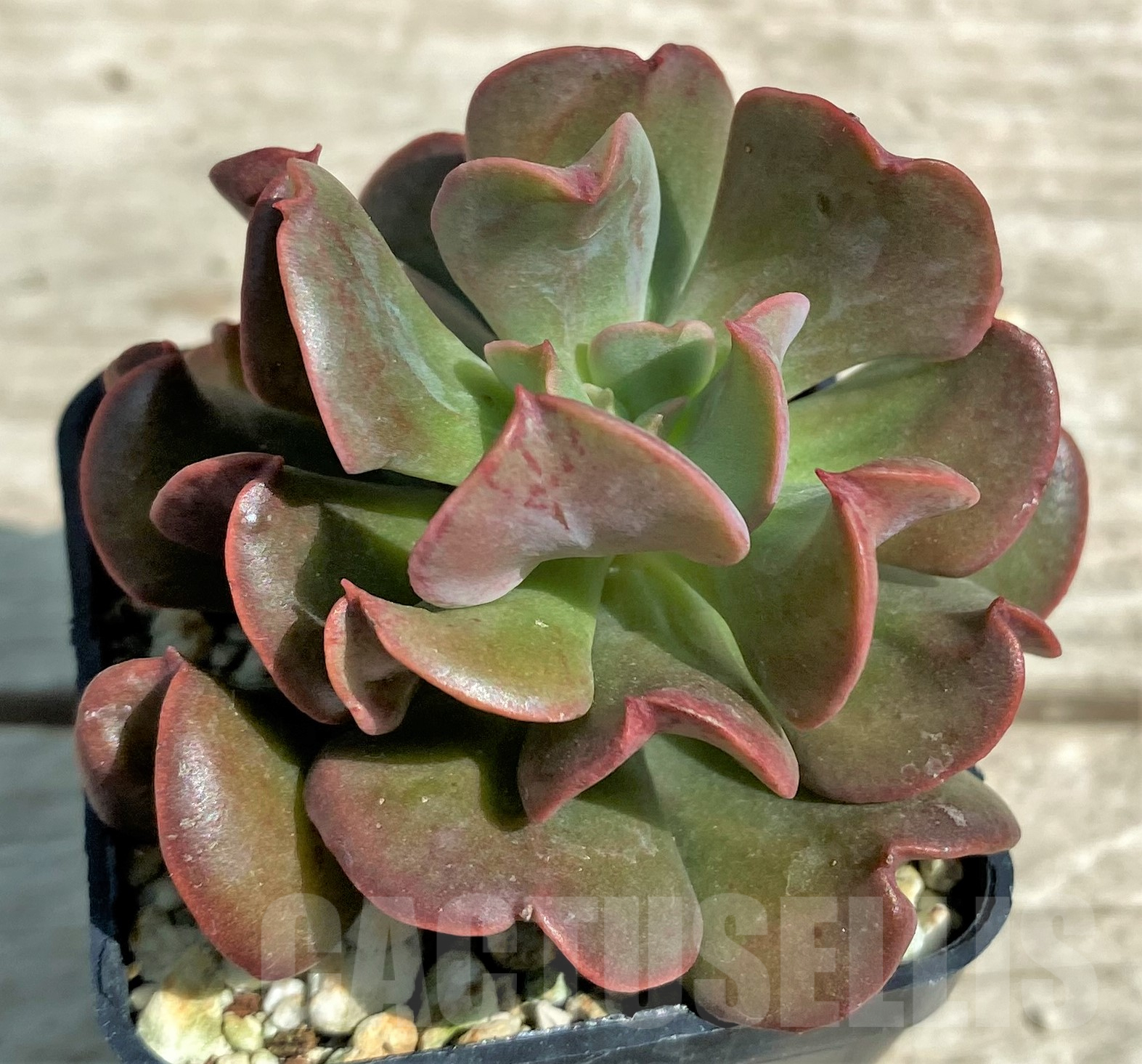SHPR28334 Echeveria 'Black Hawk'