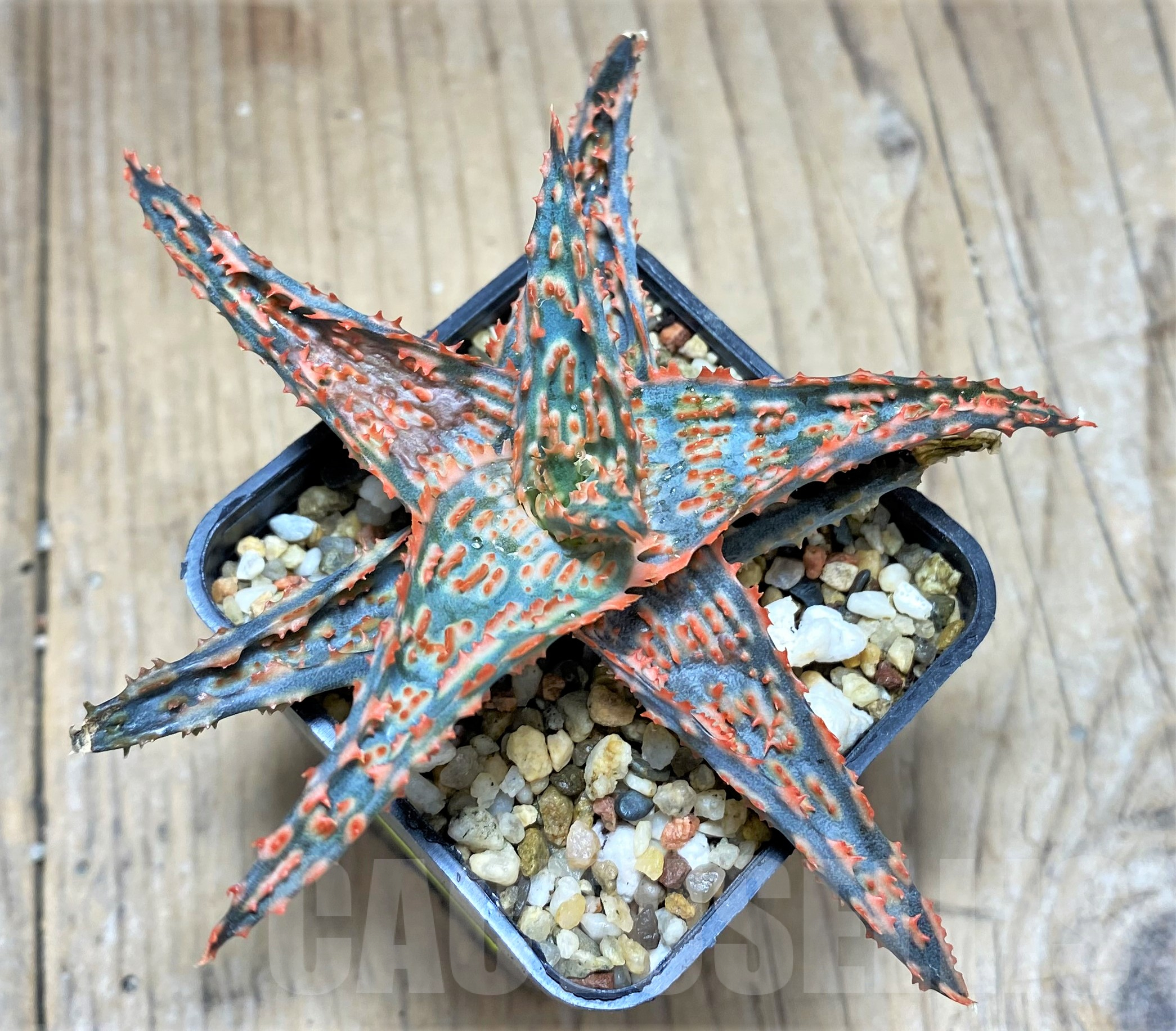 SHPR28336 Aloe TCT hybrid - Image 2