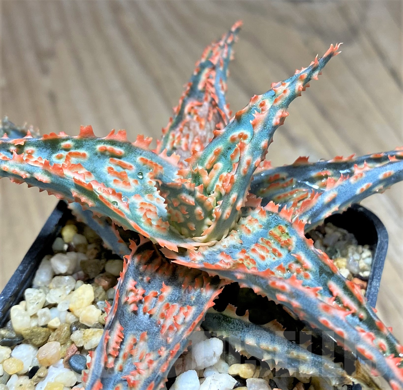 SHPR28336 Aloe TCT hybrid