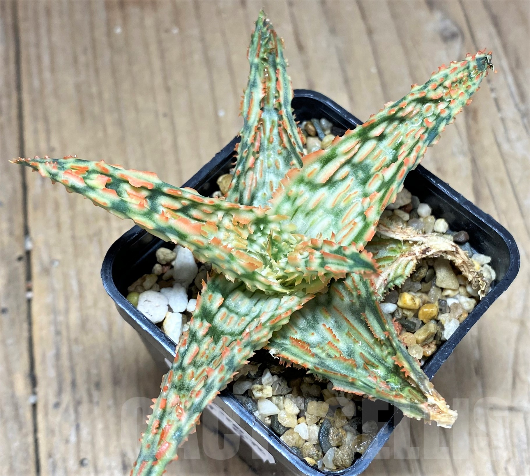 SHPR28337 Aloe TCT hybrid - Image 2