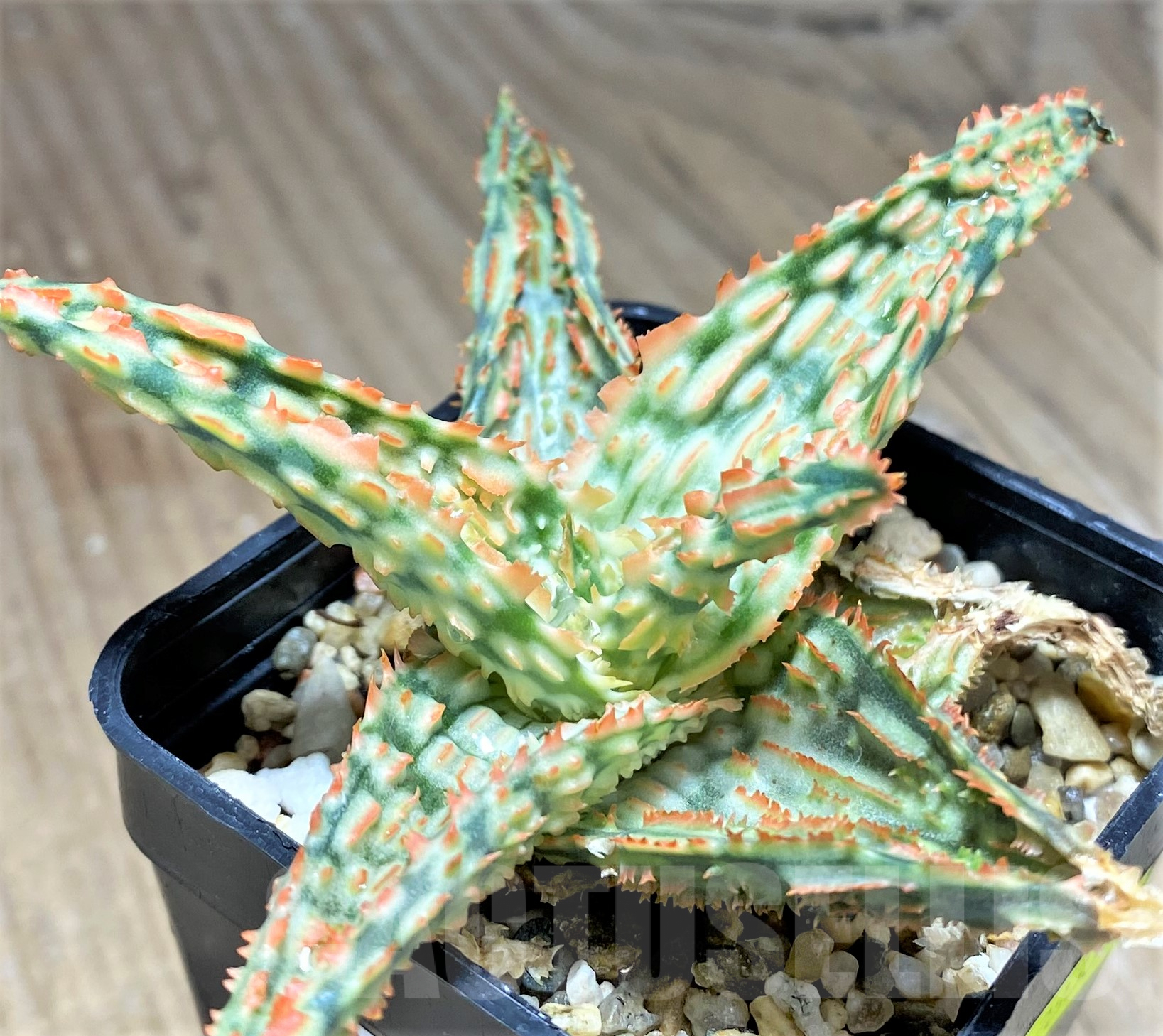 SHPR28337 Aloe TCT hybrid