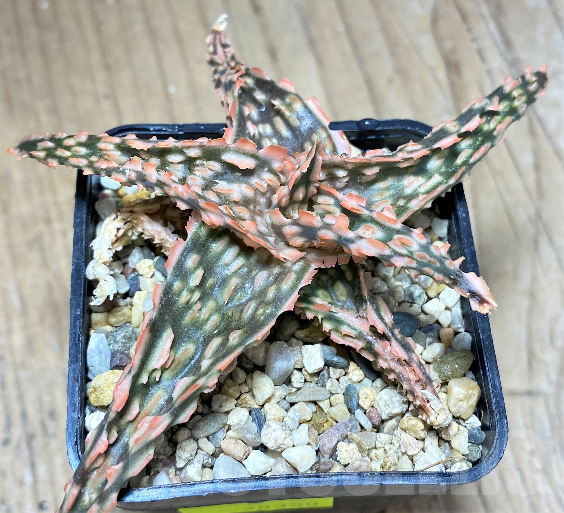 SHPR28338 Aloe TCT hybrid - Image 2